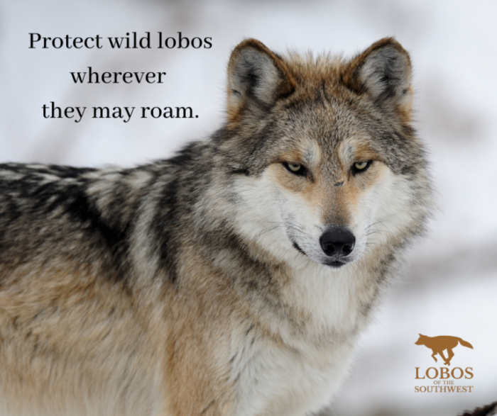 Protect wild lobos wherever they may roam.