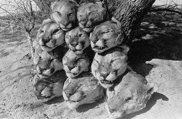 mountain lion skulls